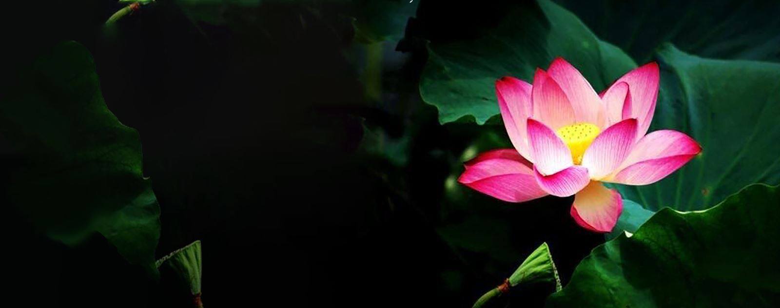fleur de lotus nénuphar