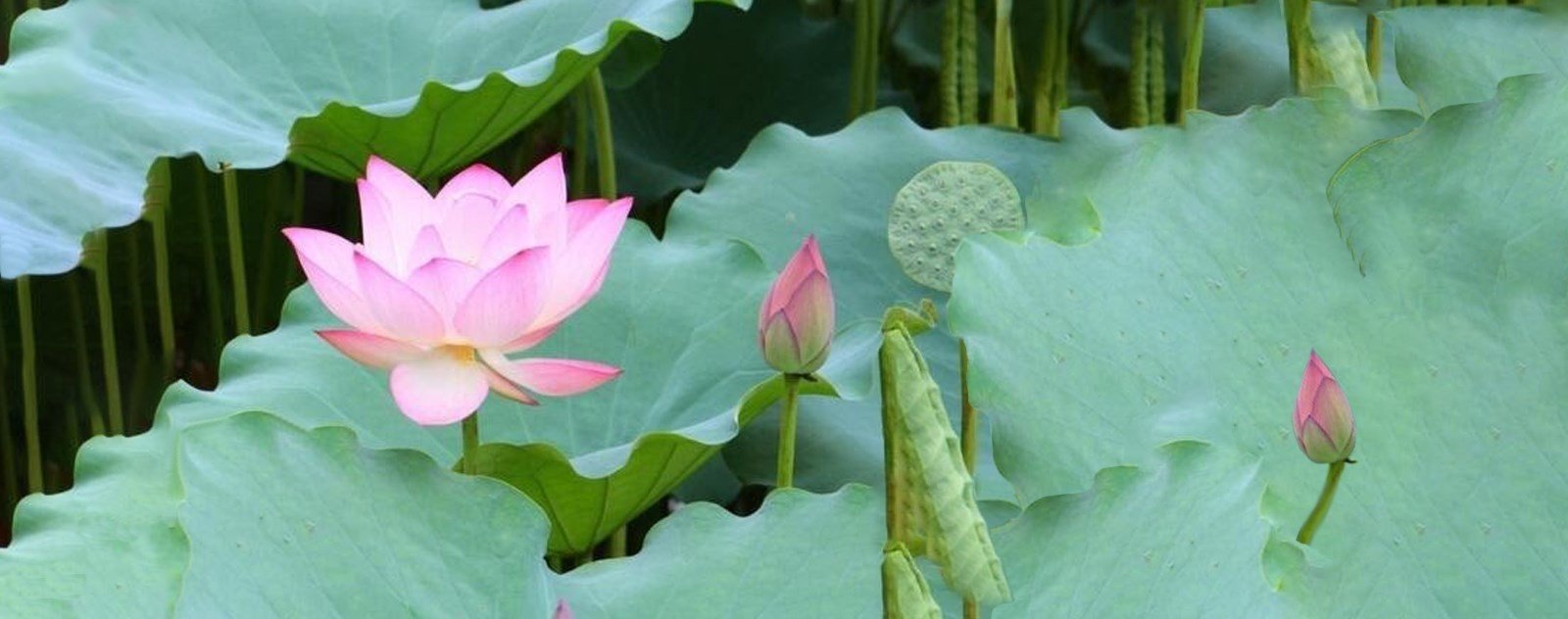 bassin pour lotus