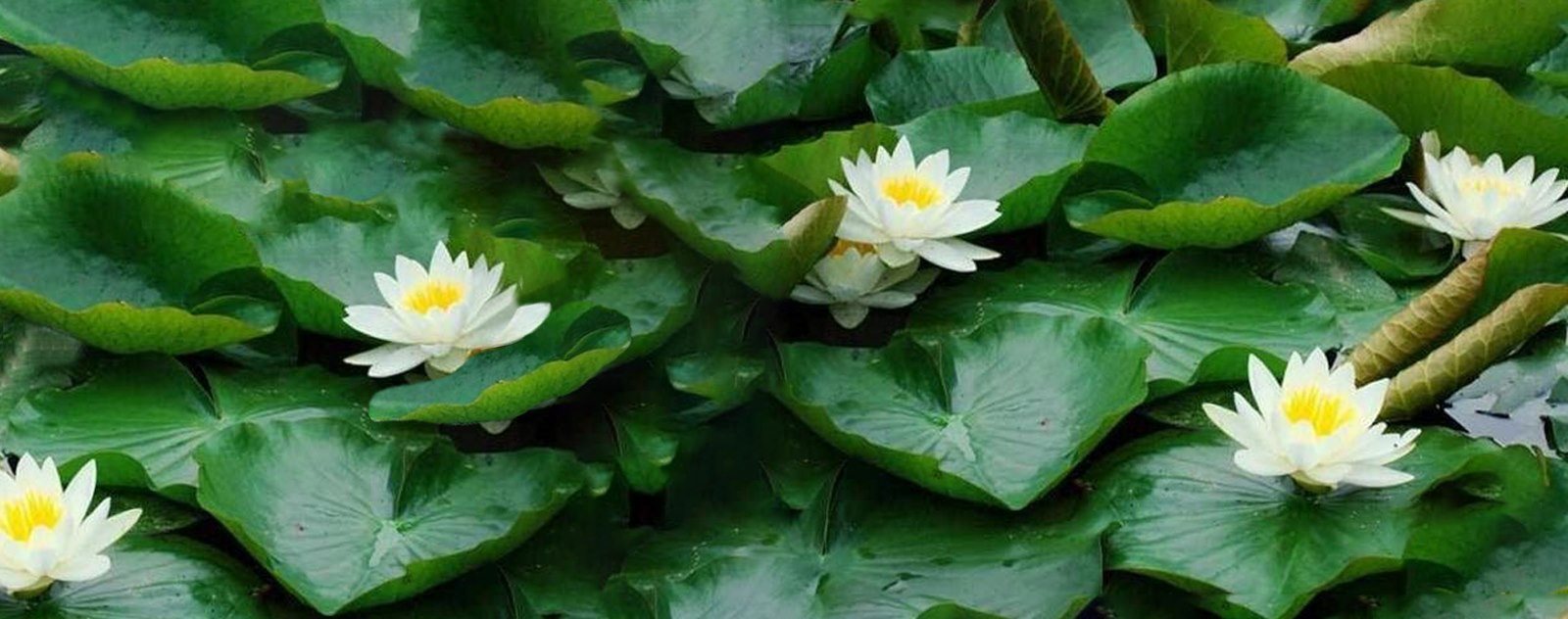 différence nénuphar et lotus