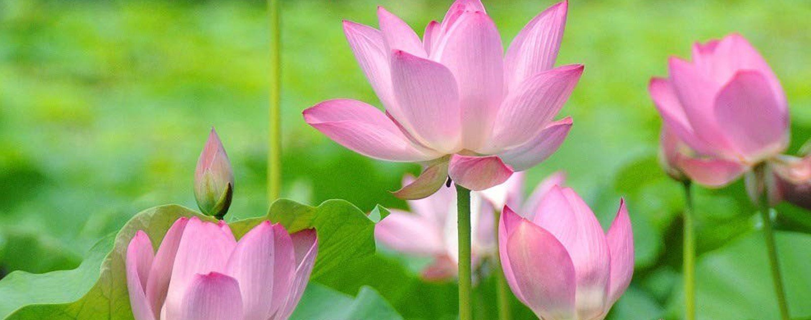 Feuille de lotus et Fleur