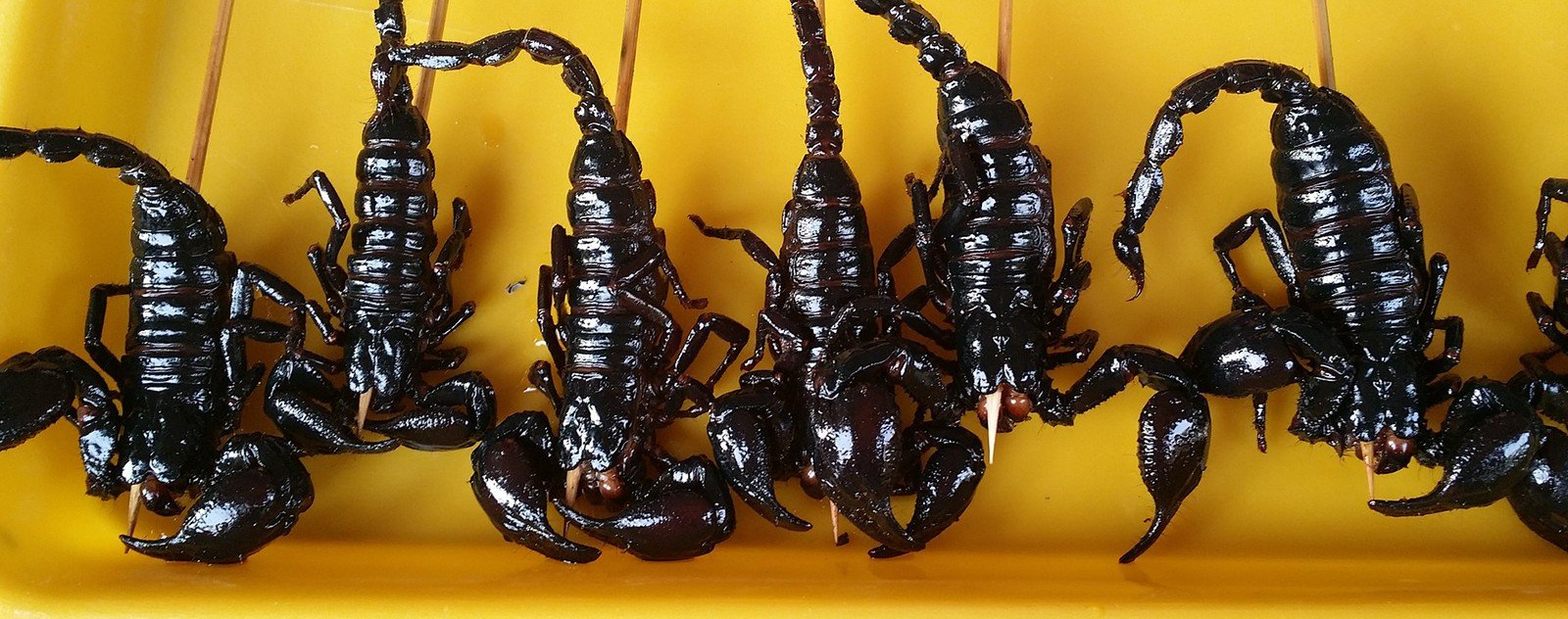 poisson scorpion