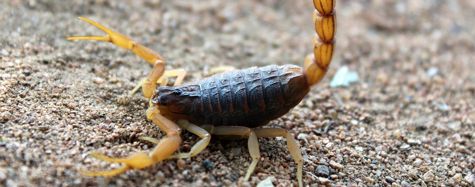 ascendant scorpion